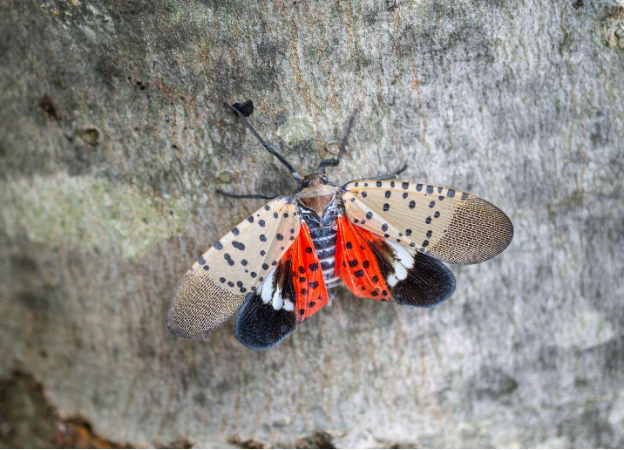 A close up of a bug

AI-generated content may be incorrect.