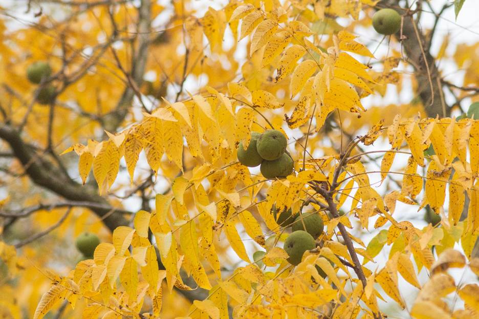 A tree with yellow leaves and green fruits

AI-generated content may be incorrect.