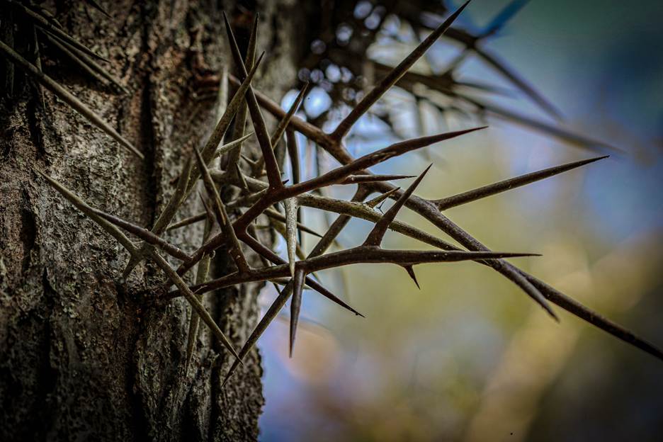 A close up of a tree with thorns

AI-generated content may be incorrect.
