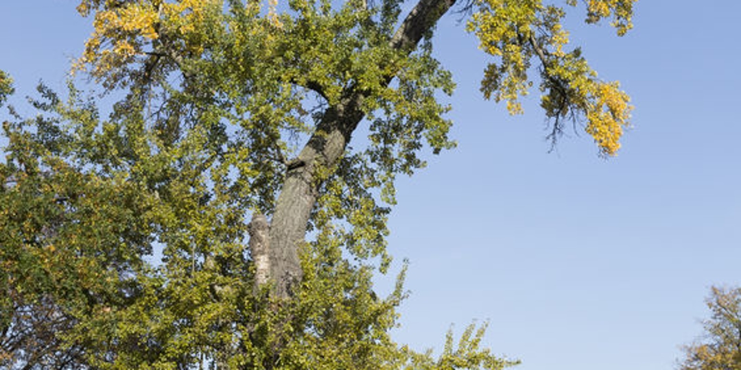 Leaner, partially dead tree with fall foliage in the park.