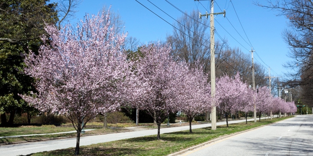 Avoid Planting Conflicts