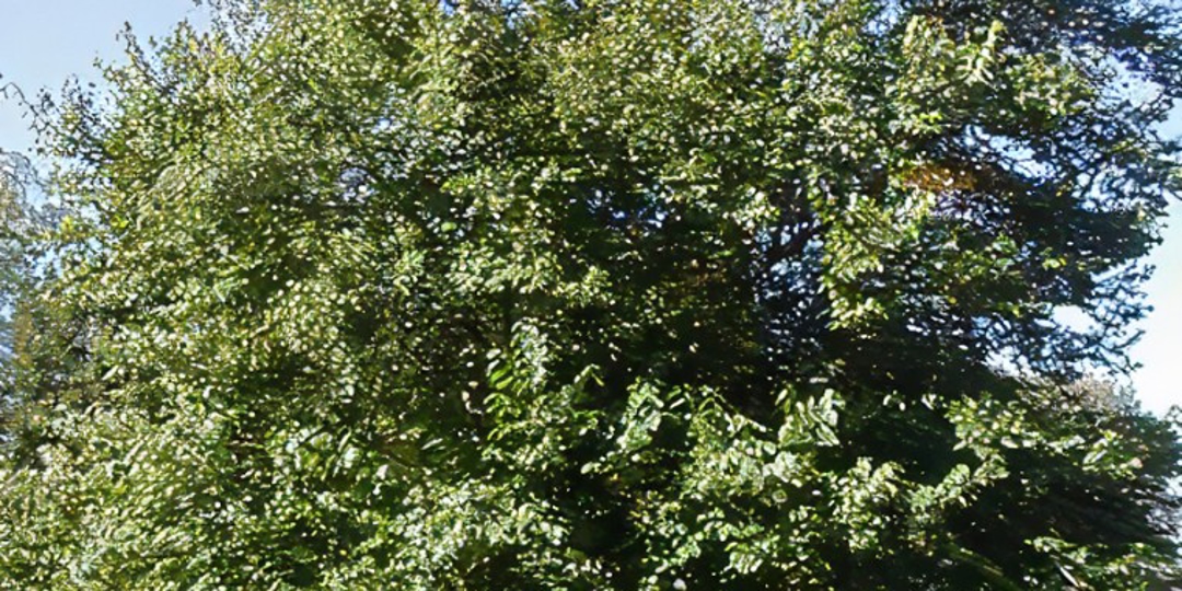 Monster Tree Service