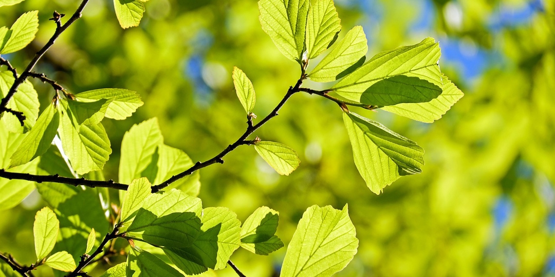 Tree Leaves Image