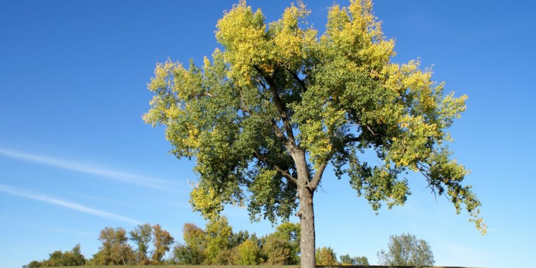 Monster Tree Service