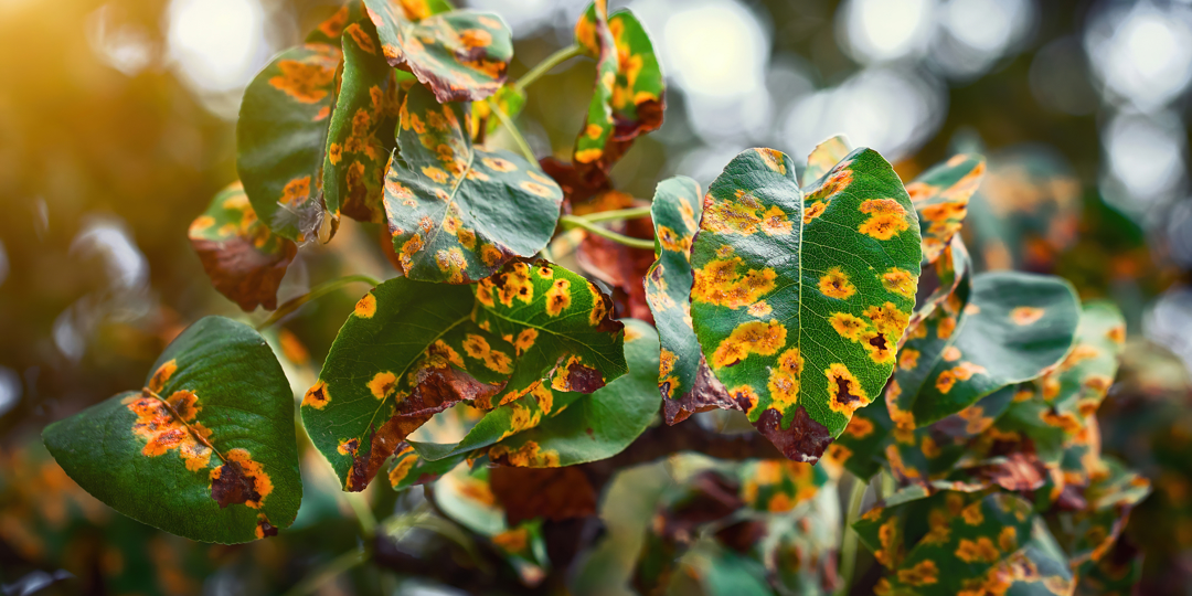 Pear trees disease, rust spot on leaves. Fruit tree infected with fungus, yellow rust. Fruit plant disease. Pear leaf with Gymnosporangium sabinae infestation. Rust on plants, prevention trees disease