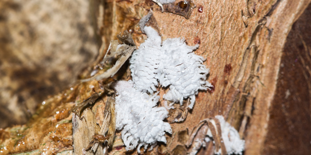 Woolly Aphids (Eriosomatinae) gathered on a Crepe Myrtle tree in Houston, TX. Sap sucking insects found in the Northern Hemisphere.