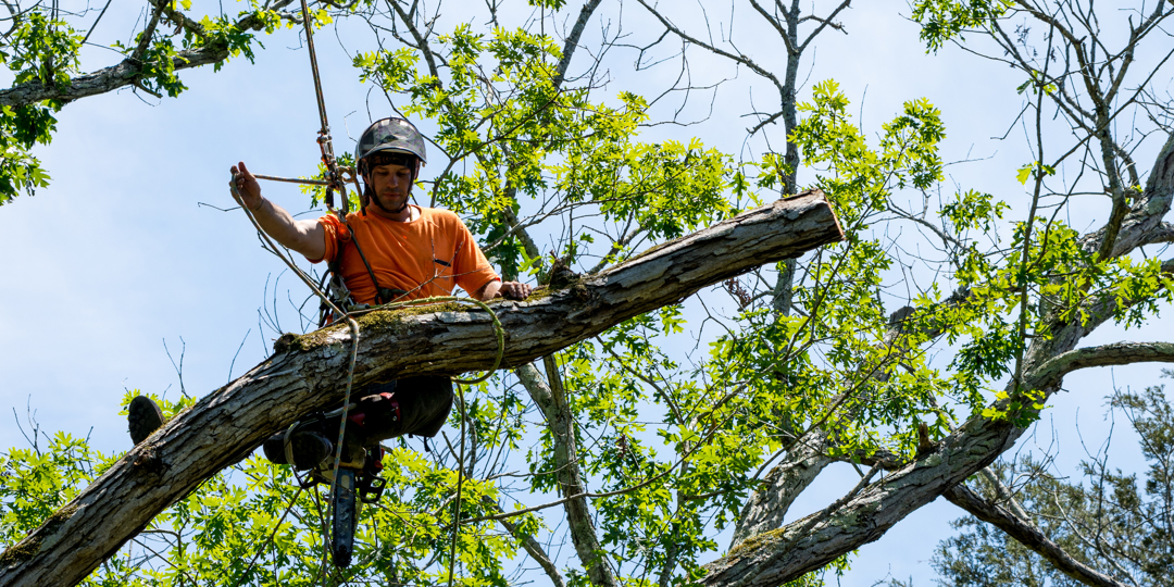 Arborist in safety gear sitting on a large tree limb while performing high-tree pruning work surrounded by green leaves and blue sky