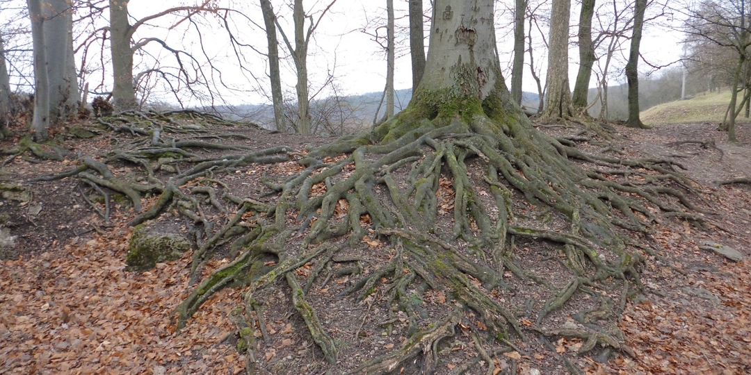 Tree Roots