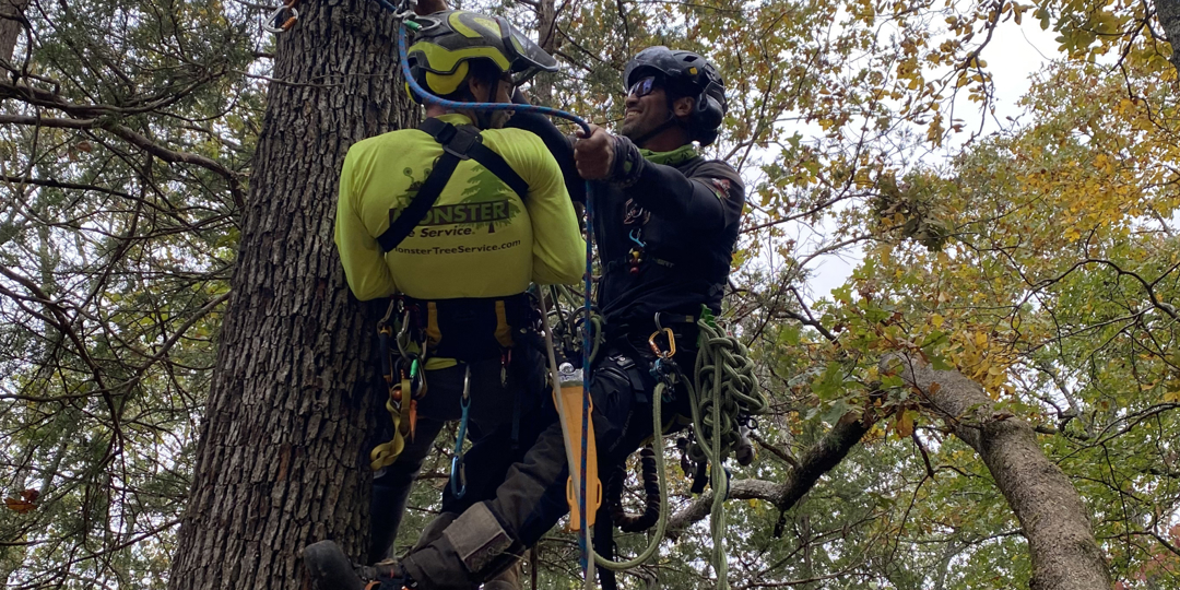 men in tree
