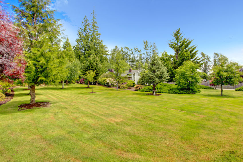 The benefits of pruning and trimming trees and shrubs here in Texas: Why your property needs it