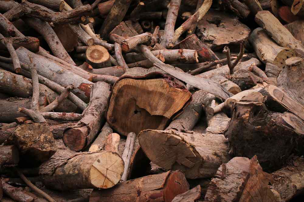 Does Your Tree Need to Be Deadwooded?