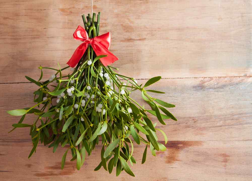 It’s Time to Kiss Mistletoe Goodbye