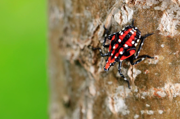 spotted lanternfly