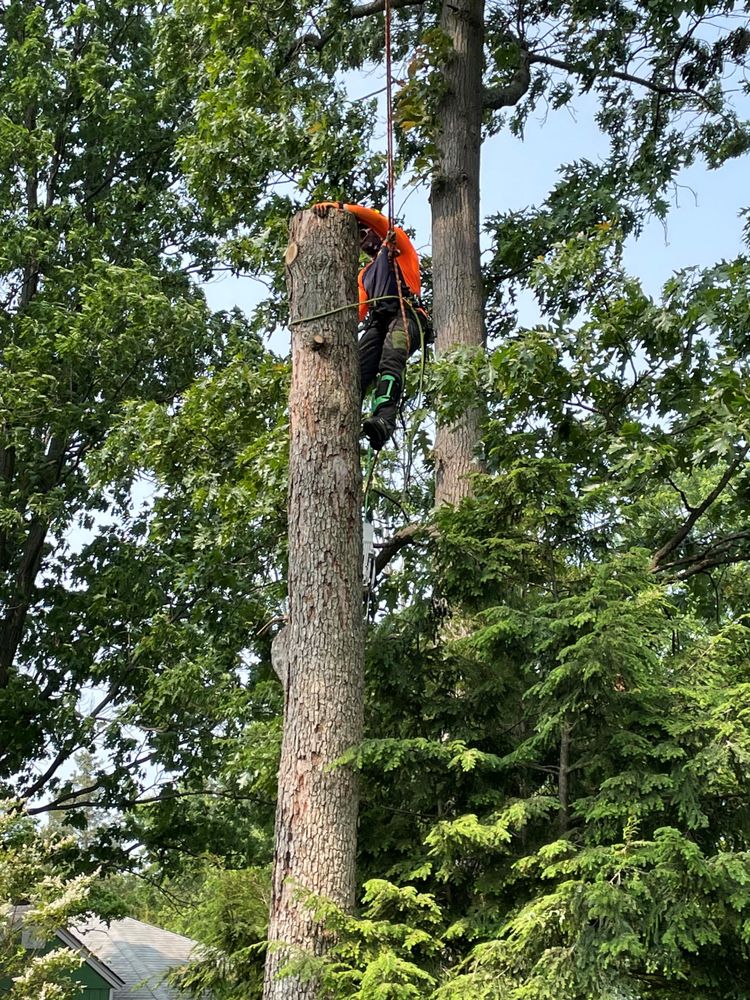 Winter Tree Identification Guide for Virginia Homeowners