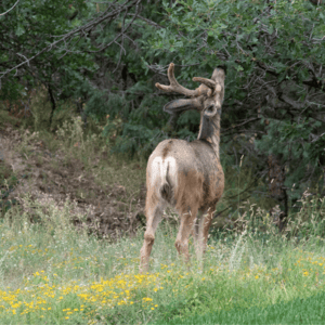 image of deer in woods