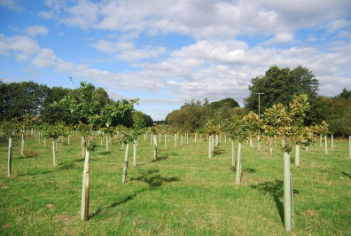 trees in field
