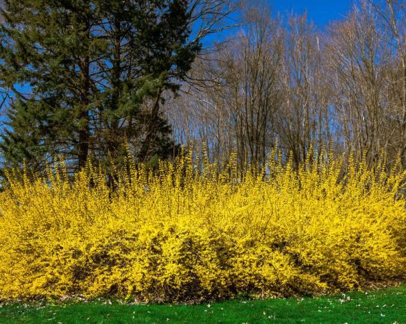 yellow blooming bush