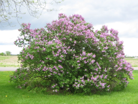 lilac tree