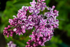lilacs
