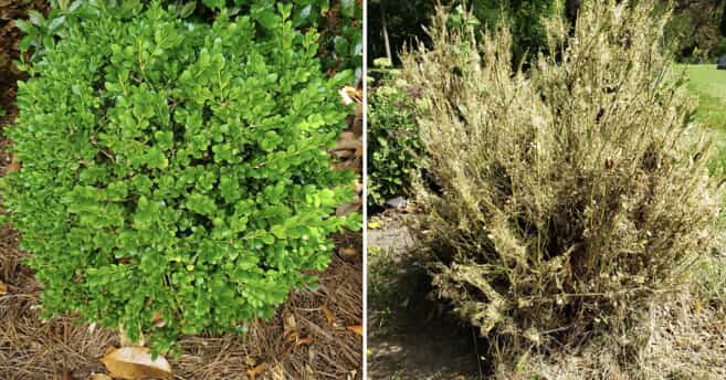 Above: A side by side comparison of a healthy boxwood before and after a BTM infestation.