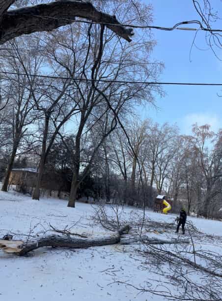 trimmed trees in winter