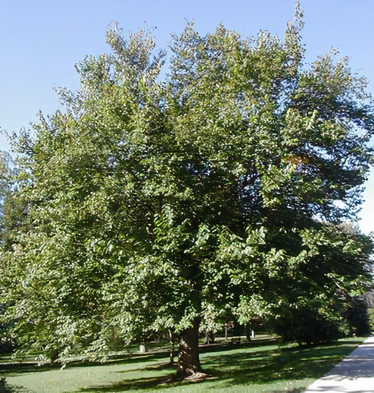 The Power of Native Trees for Gurnee, Grayslake, and Libertyville Homeowners