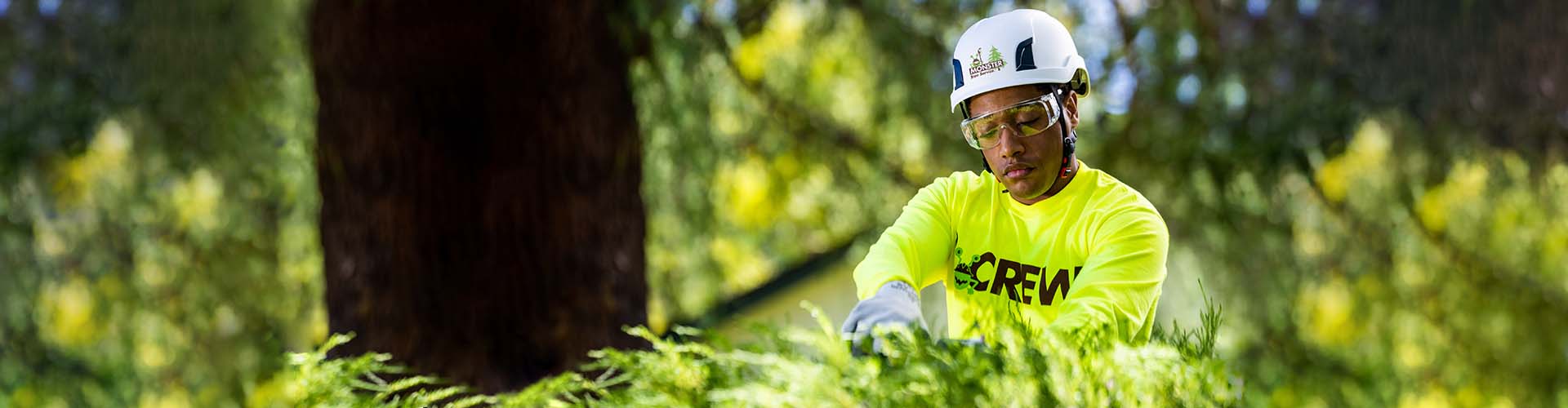Storm Proof Your Trees