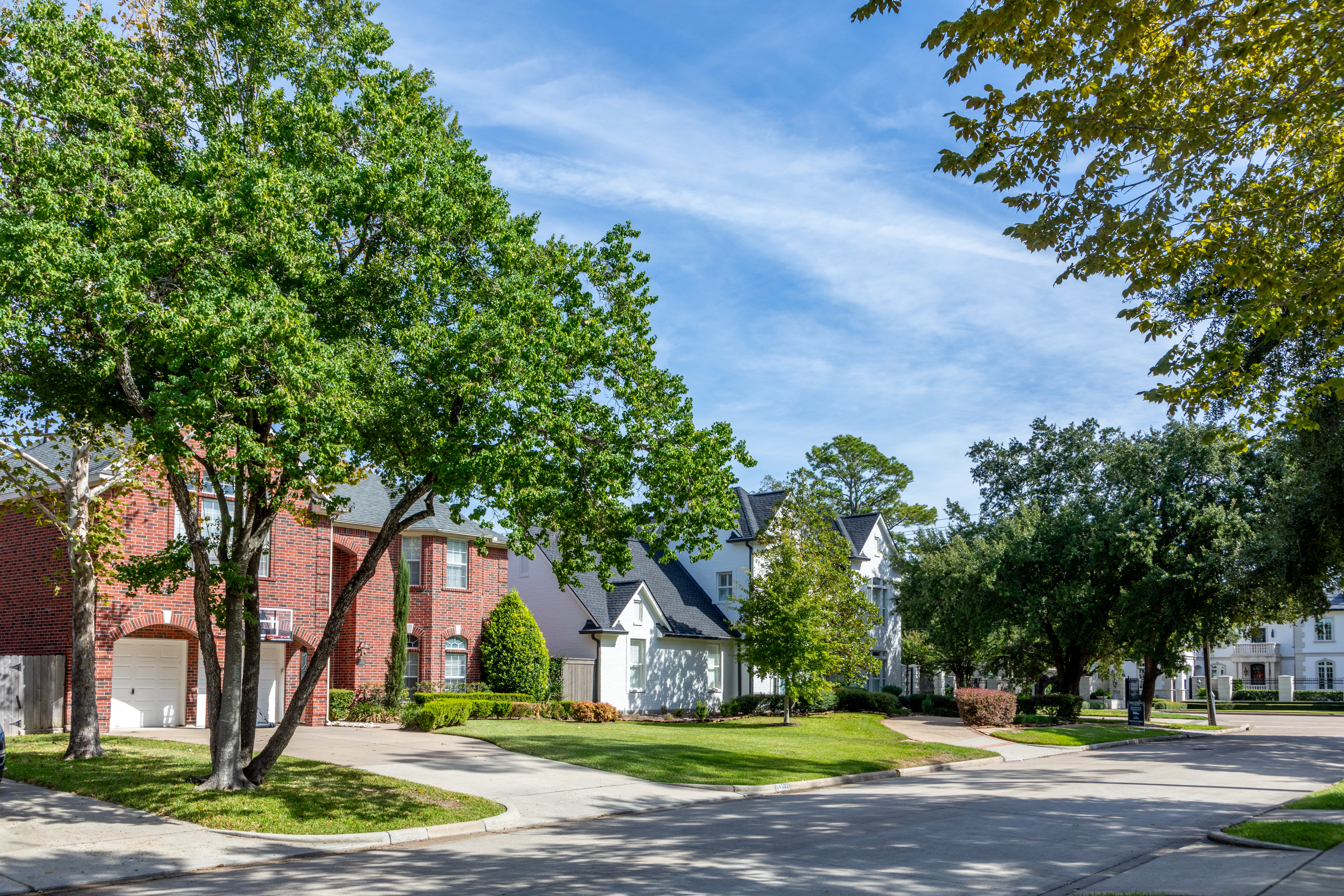 Common Houston Tree Problems: Solutions for Local Species
