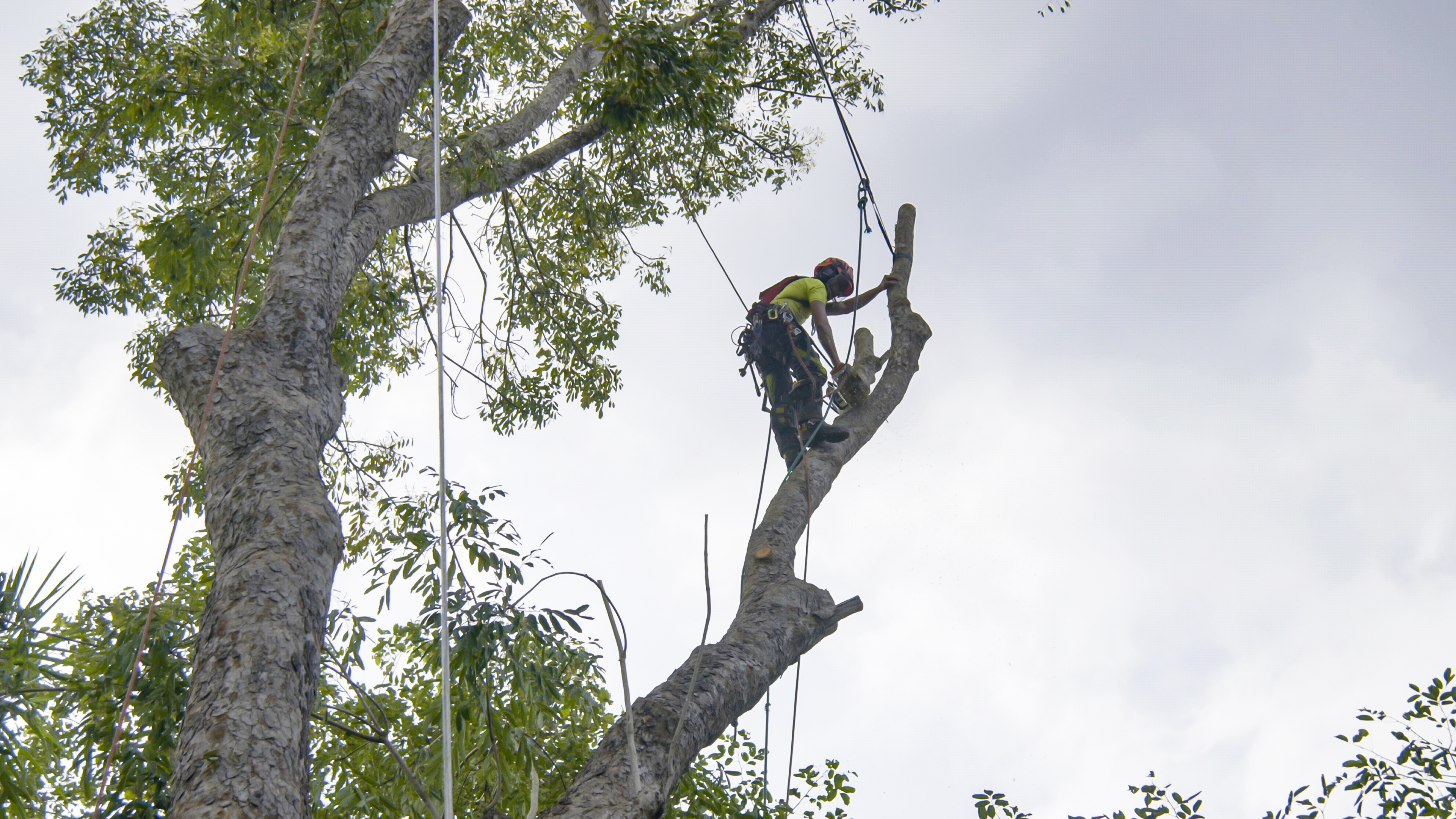 Top 10 Tree Service Companies in the Texas Gulf Coast (2026 Guide & Honest Reviews)