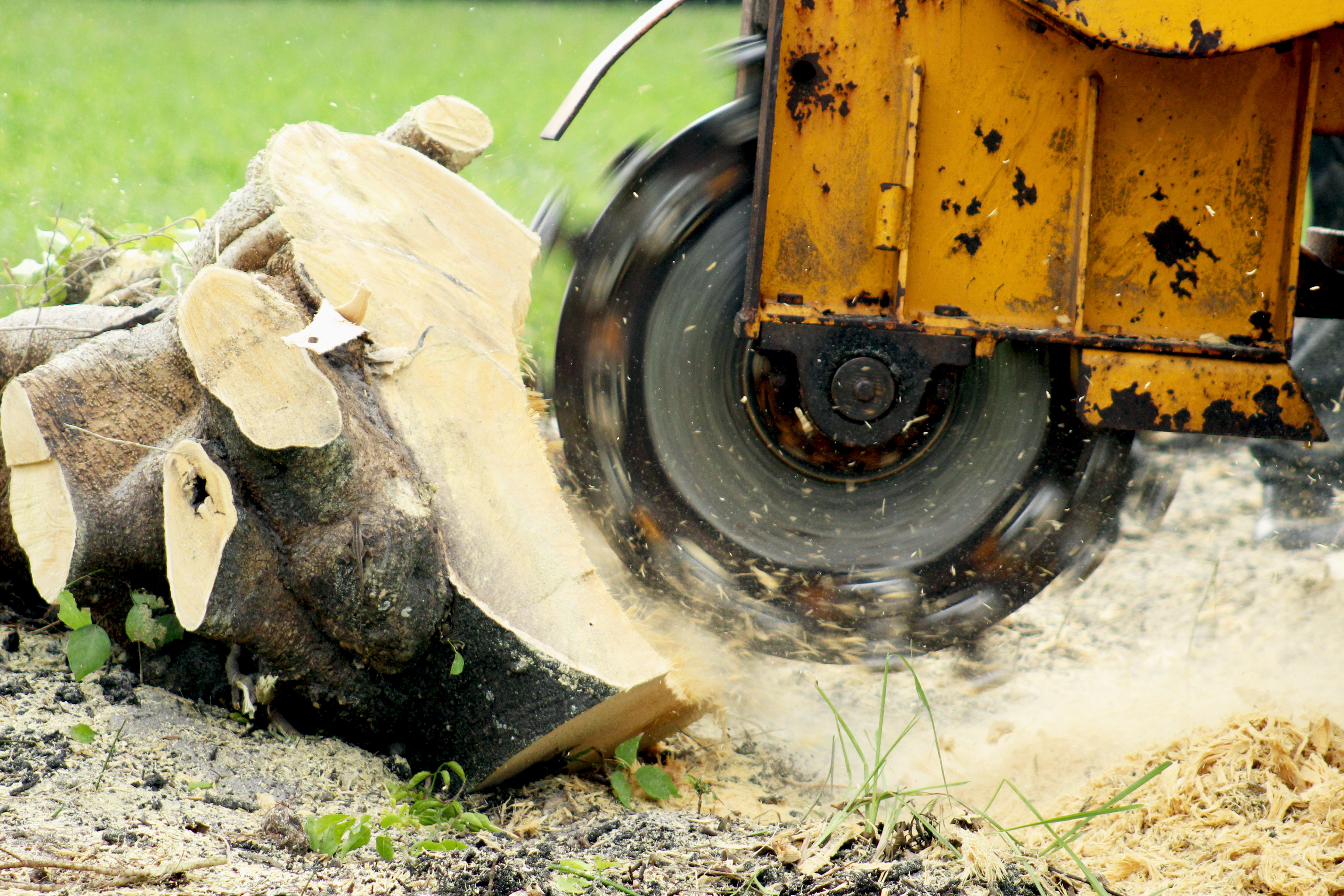 What to Do After Stump Grinding to Grow Your Grass Back Fast