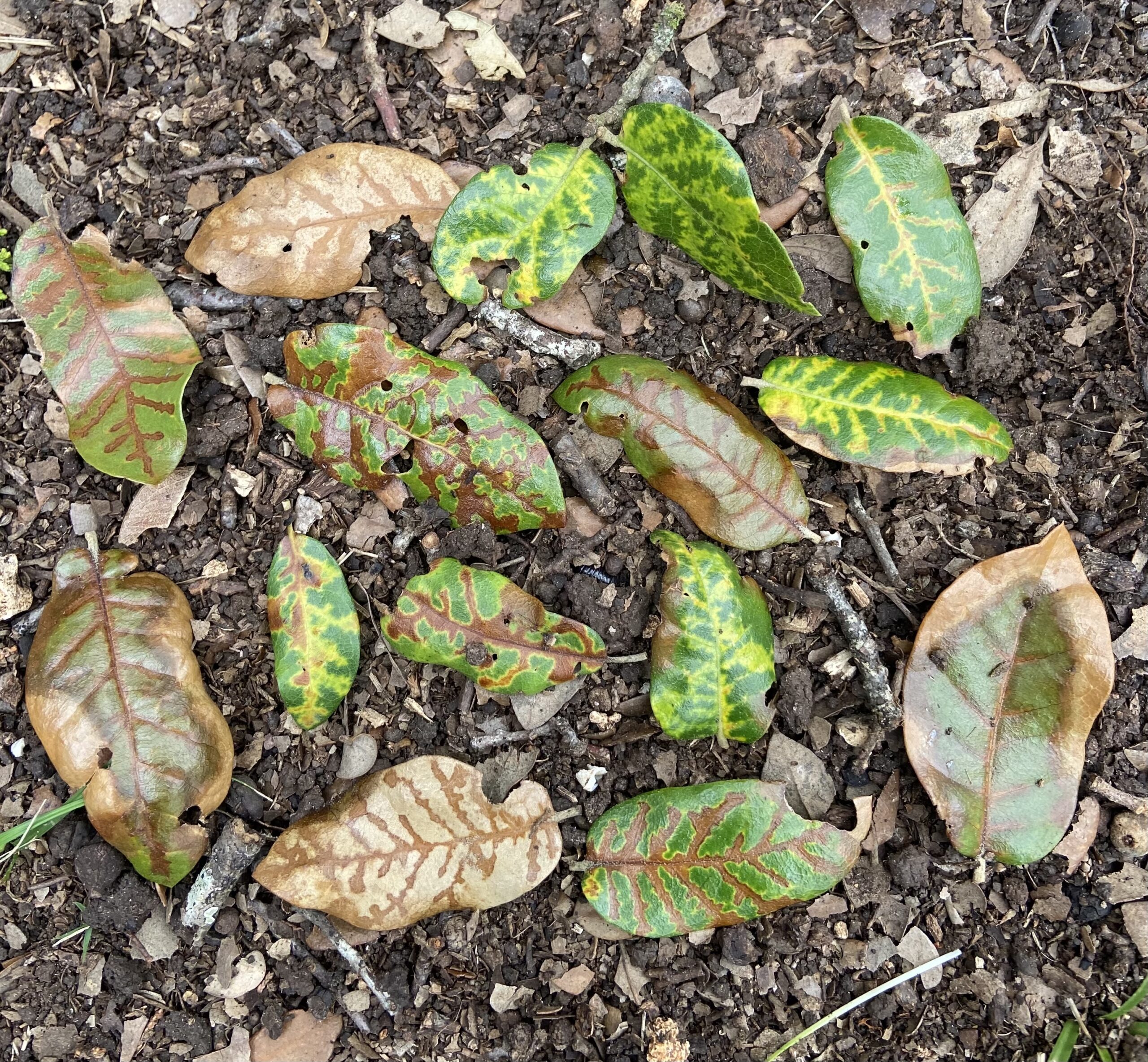 The Four Most Common Tree Diseases in North Texas