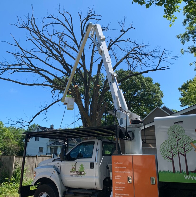 Top 20 Common Trees in Charlotte: A Guide for Indian Trail Homeowners